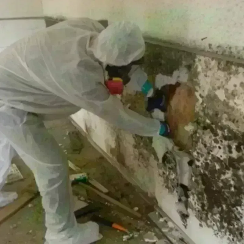 Mold Remediation and Removal in Holley, NY